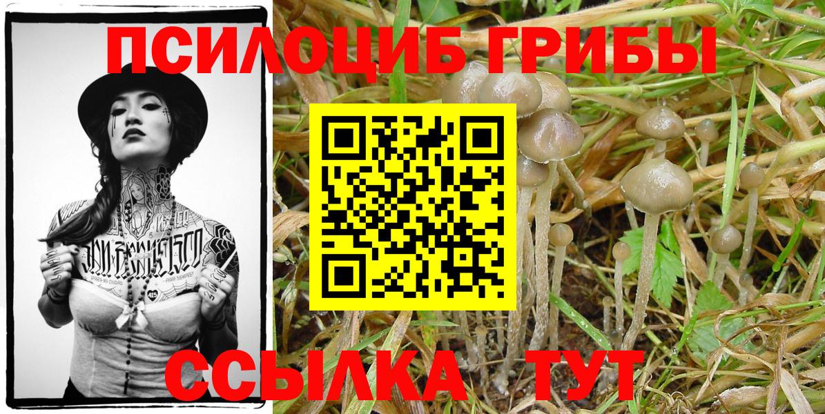 Псилоцибиновые грибы GOLDEN TEACHER Тара